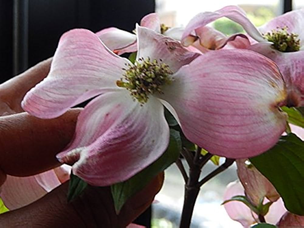 Amazon｜ハナミズキ 母の日 花ミズキ 花水木 鉢植え花水木
